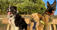 avatar petsitter