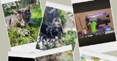avatar petsitter