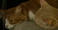 avatar petsitter