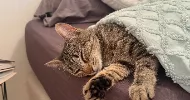 avatar petsitter