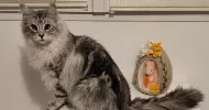 avatar petsitter