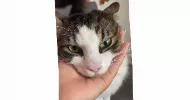 avatar petsitter