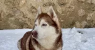avatar petsitter