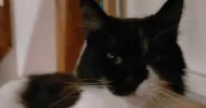 avatar petsitter