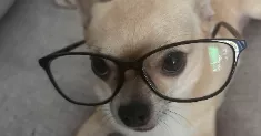 avatar petsitter