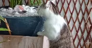 avatar petsitter