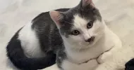 avatar petsitter