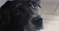 avatar petsitter