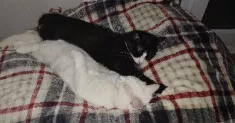 avatar petsitter