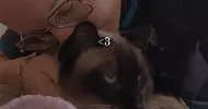 avatar petsitter