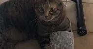 avatar petsitter