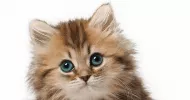avatar petsitter