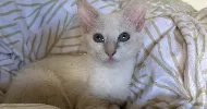 avatar petsitter