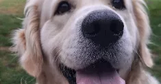 avatar petsitter
