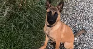 avatar petsitter
