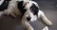 avatar petsitter