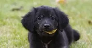 avatar petsitter