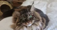 avatar petsitter