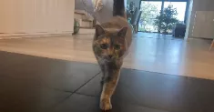 avatar petsitter