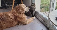 avatar petsitter