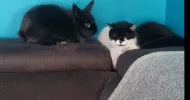 avatar petsitter