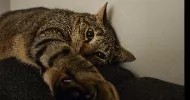 avatar petsitter