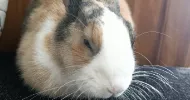 avatar petsitter