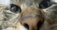 avatar petsitter