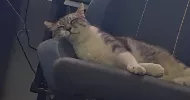 avatar petsitter