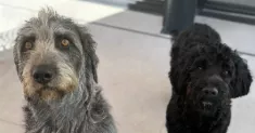 avatar petsitter