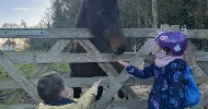 avatar petsitter