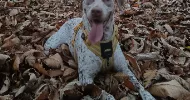 avatar petsitter