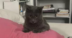 avatar petsitter