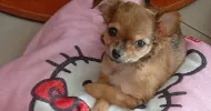 avatar petsitter