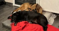 avatar petsitter