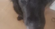 avatar petsitter