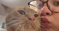 avatar petsitter