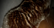 avatar ps Animaute.fr