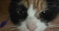 avatar petsitter