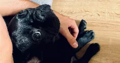avatar petsitter