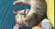 avatar petsitter