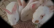 avatar petsitter