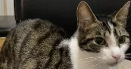 avatar petsitter