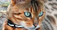 avatar petsitter