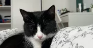 avatar petsitter