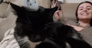 avatar petsitter