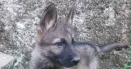avatar petsitter