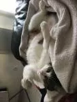 avatar petsitter