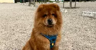 avatar petsitter
