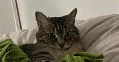 avatar petsitter